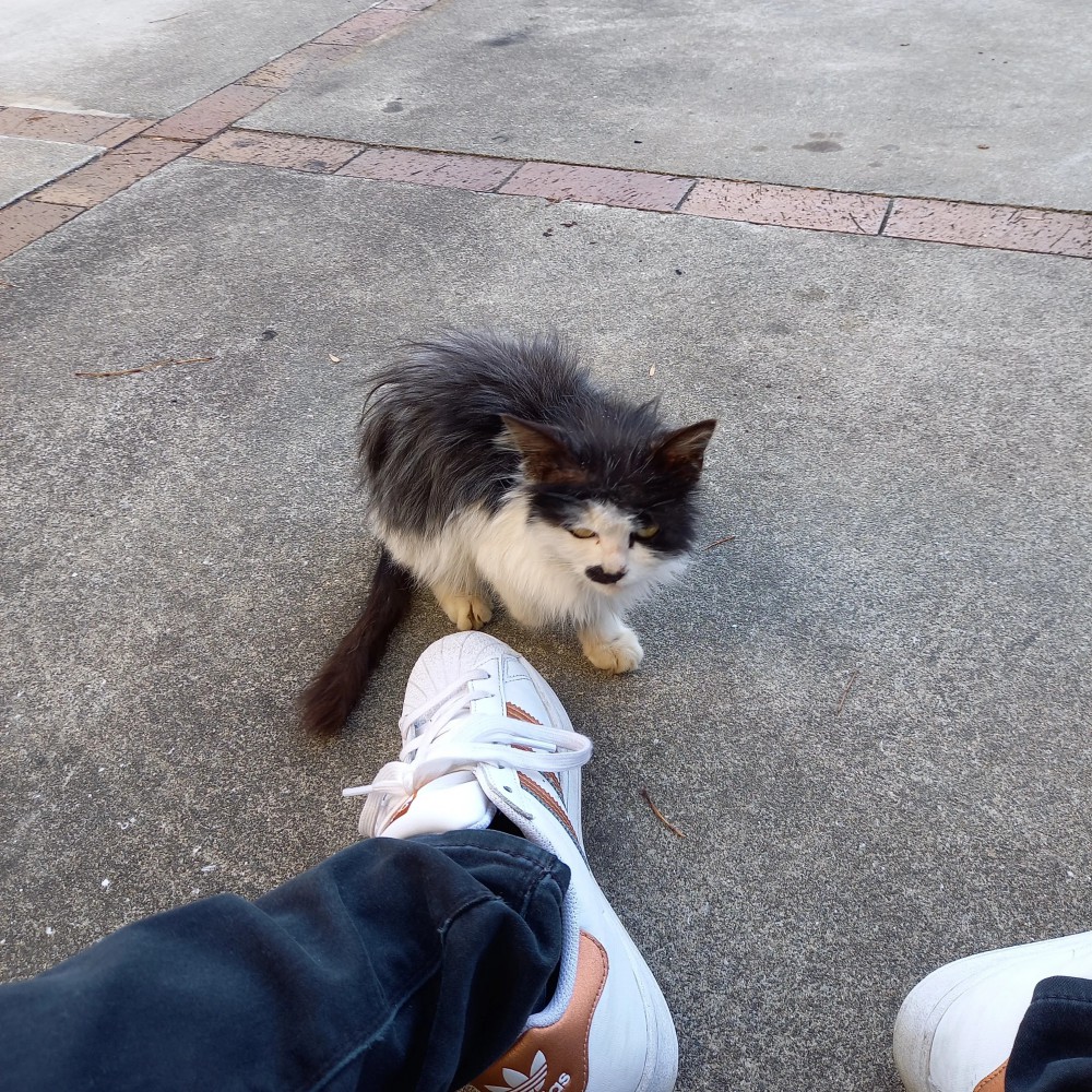 人の靴のそばにいる猫