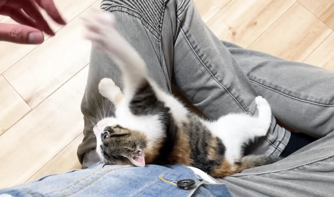 手にパンチする三毛さん