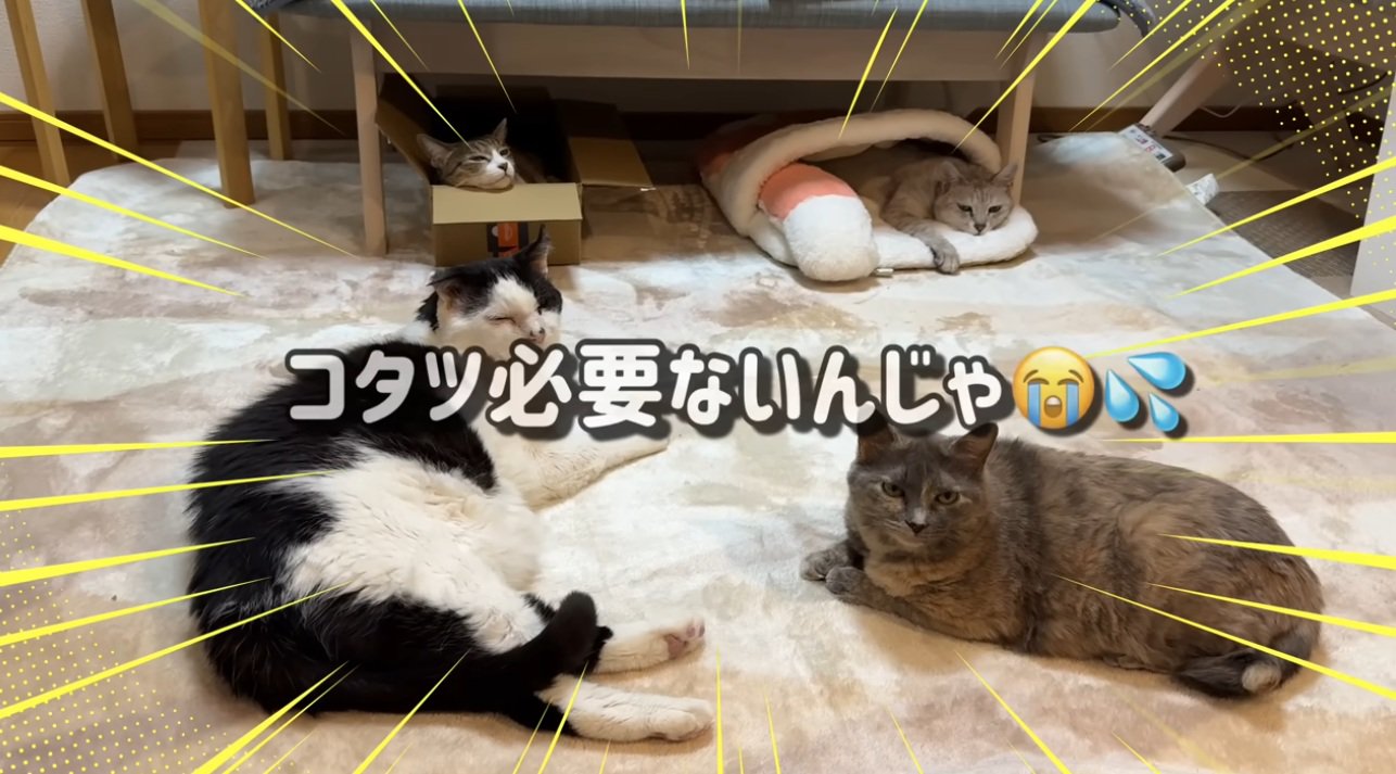 カーペットでくつろぐ猫達