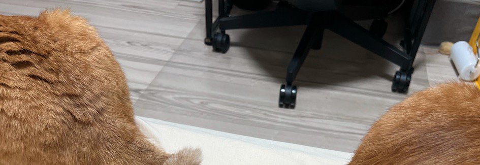 距離を開けて座る2頭の猫