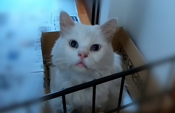 段ボールベッドに座る猫