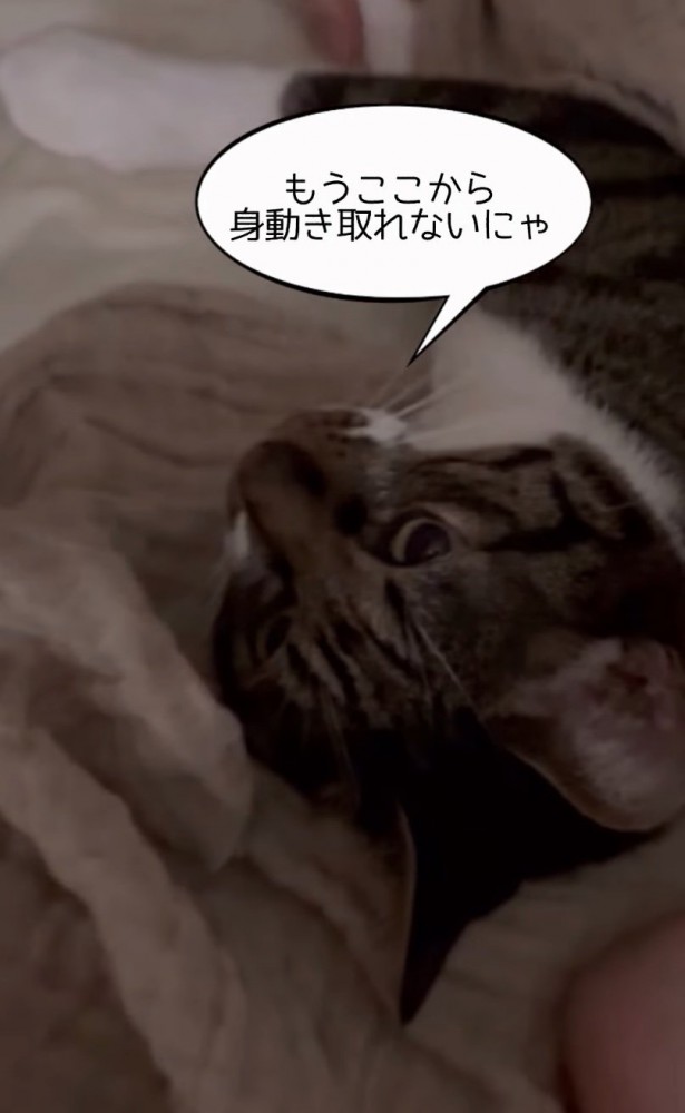 動けない猫