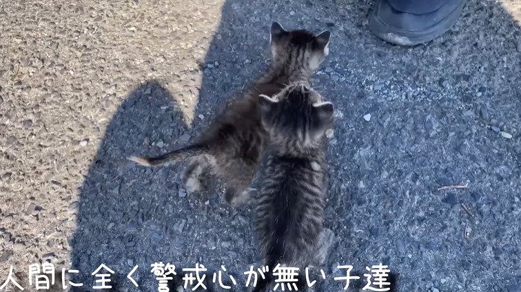 背中を向ける2匹の子猫