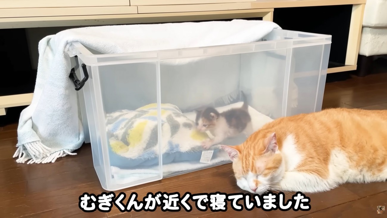 テロップ「むぎくんが～」