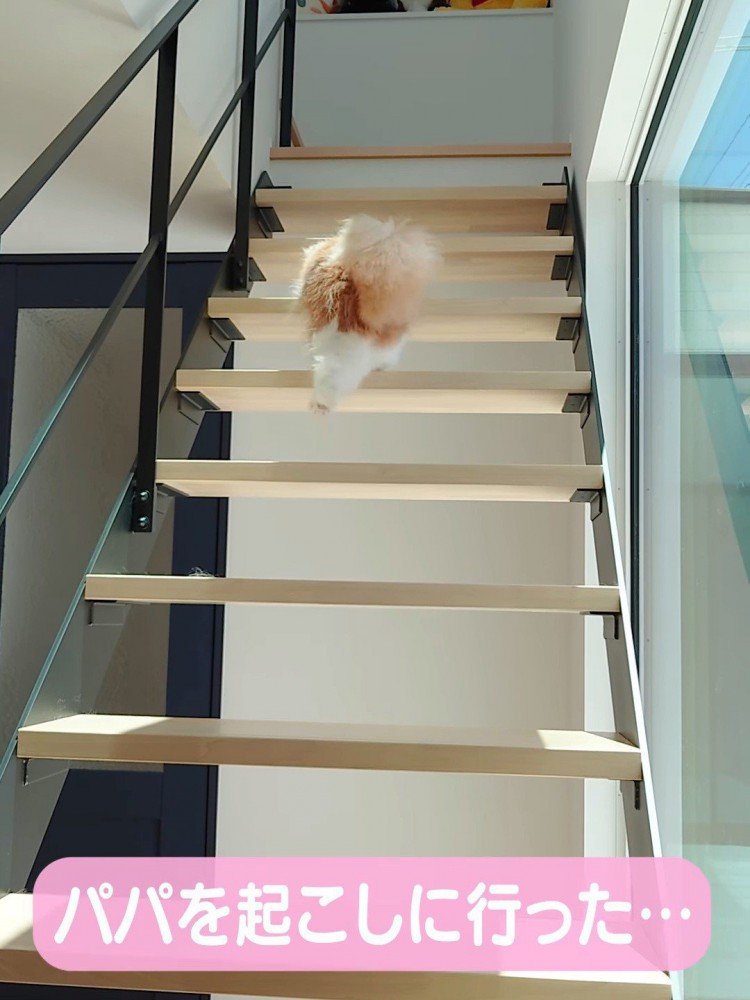 階段を上る猫の後ろ姿