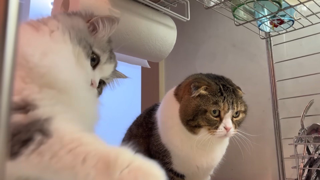 しろがね丸くんとぽこ太郎くん