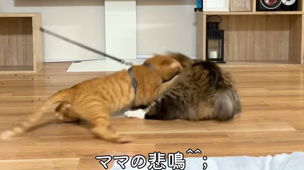 けんかをしている猫