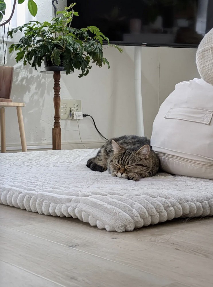 ラグの上で眠るミヌエットに近づく飼い主