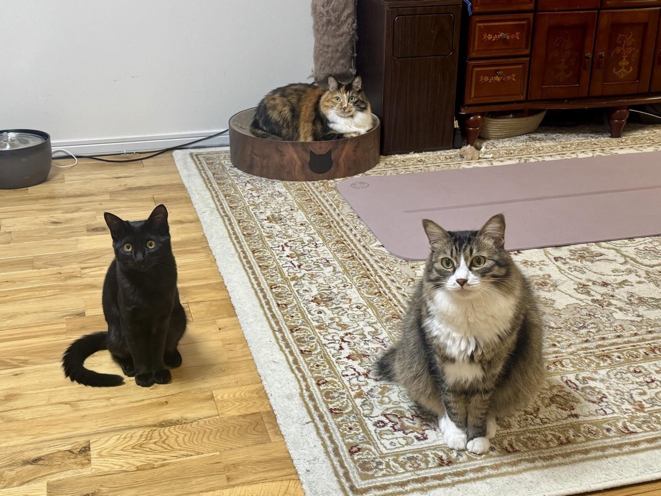 お座りする猫たち