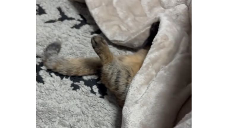 こたつで眠る猫