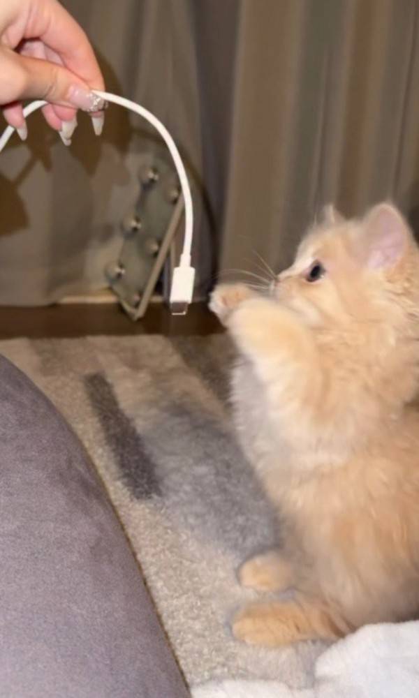 子猫に叩かれて揺れるスマホのコード