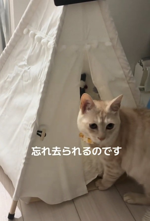 振り返る猫