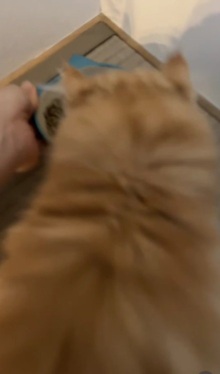 ごはんを食べる子猫