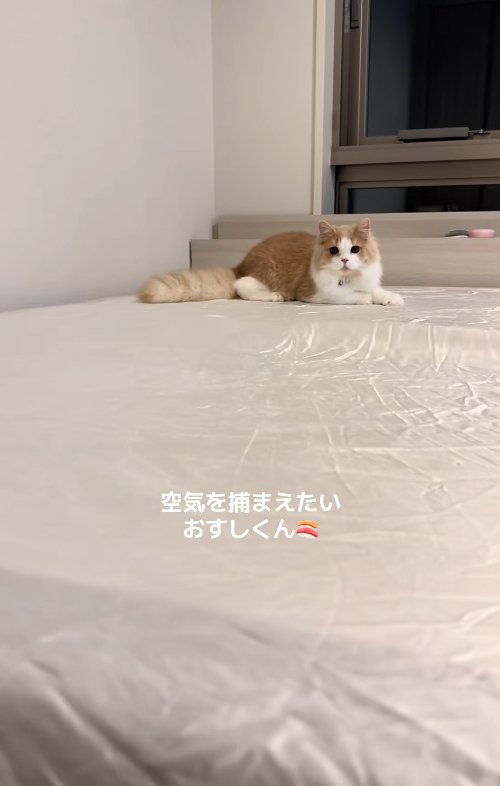 ベッドの上で伏せをしながらカメラの方を見つめる猫（尻尾垂れている）