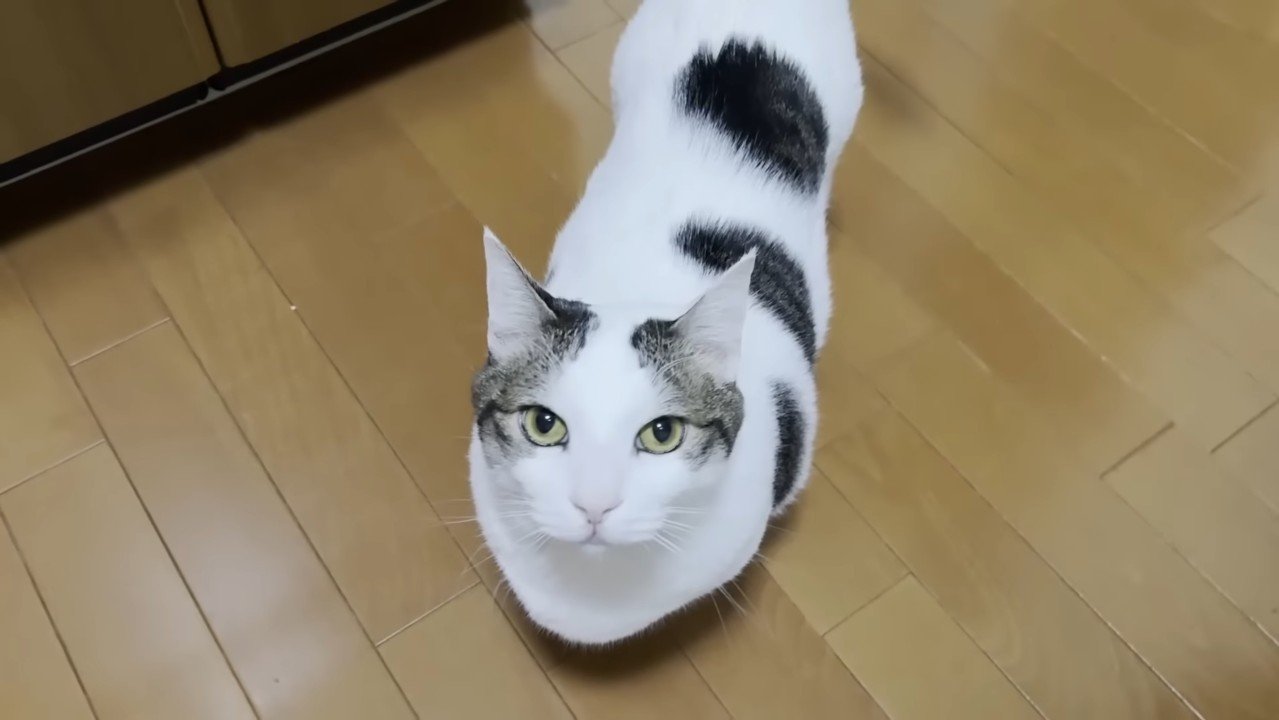 こちらを見上げる姿