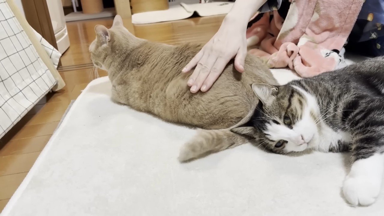 ひのきちゃんにタッチ