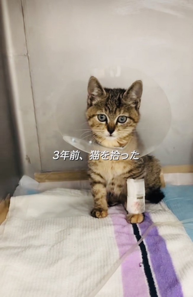 足に包帯を巻いて首にカラーを付けた保護猫