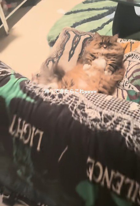 仰向けの猫