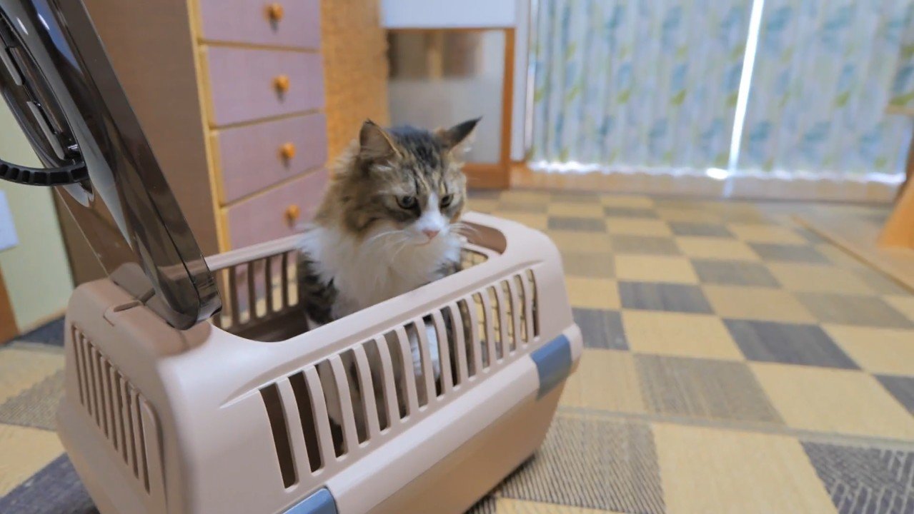 キャリーから顔を出して