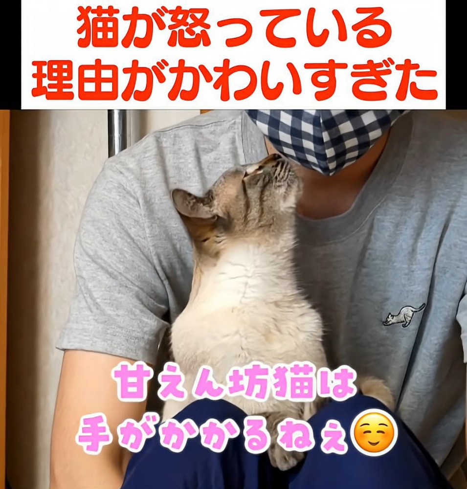 抱っこされ人の顔を見ている猫