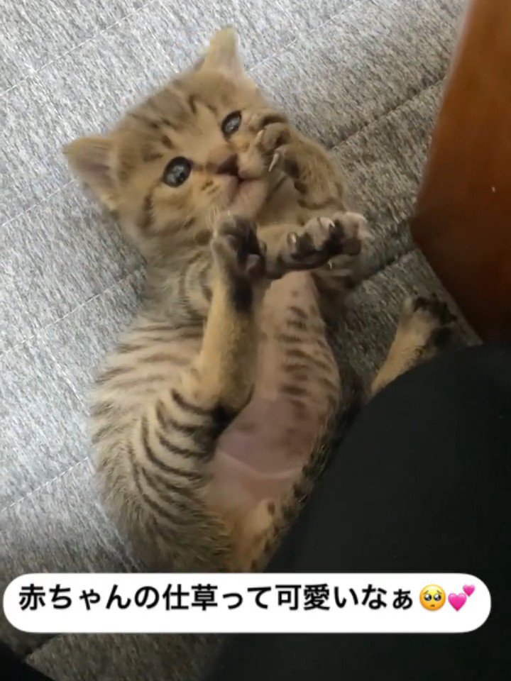 前足で顔を触る子猫