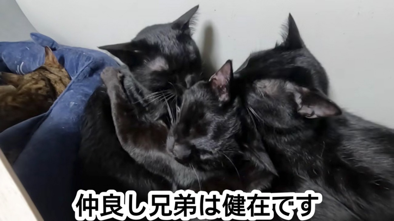 成長した猫