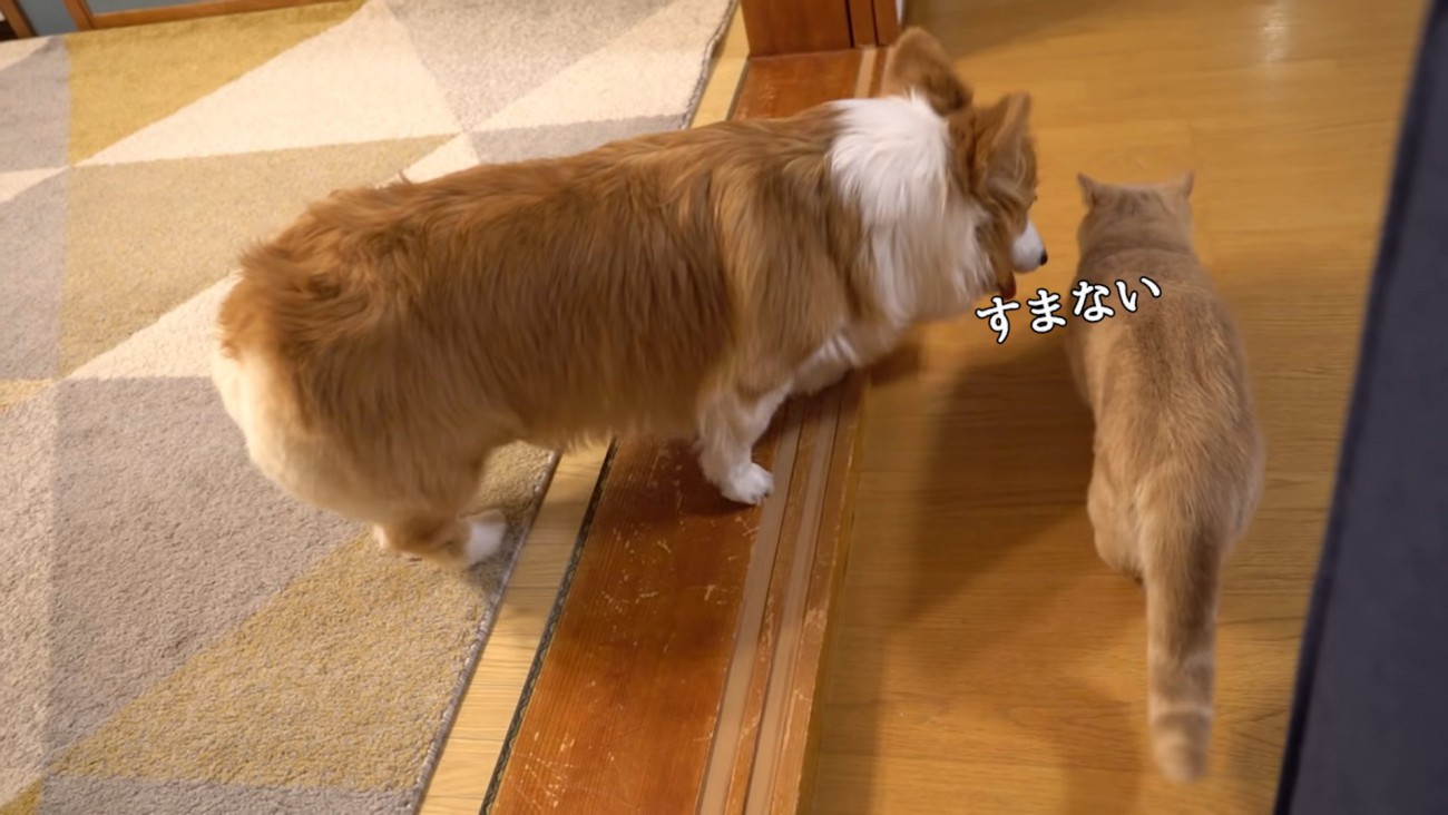猫に近づく犬