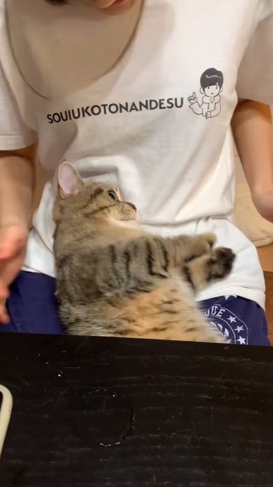 女性の膝の上で視線を泳がす猫