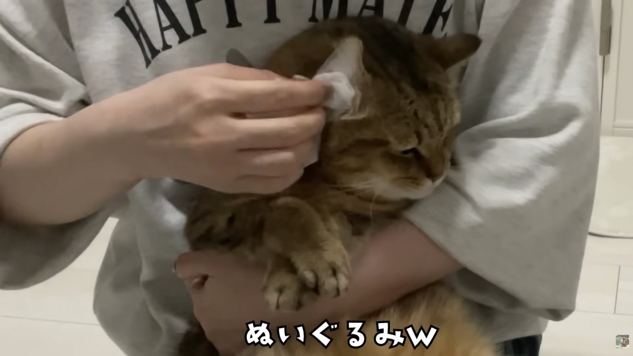 ぬいぐるみのよう