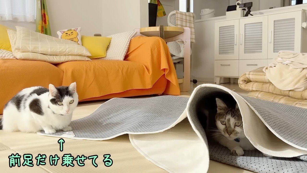 前足だけ乗せてる