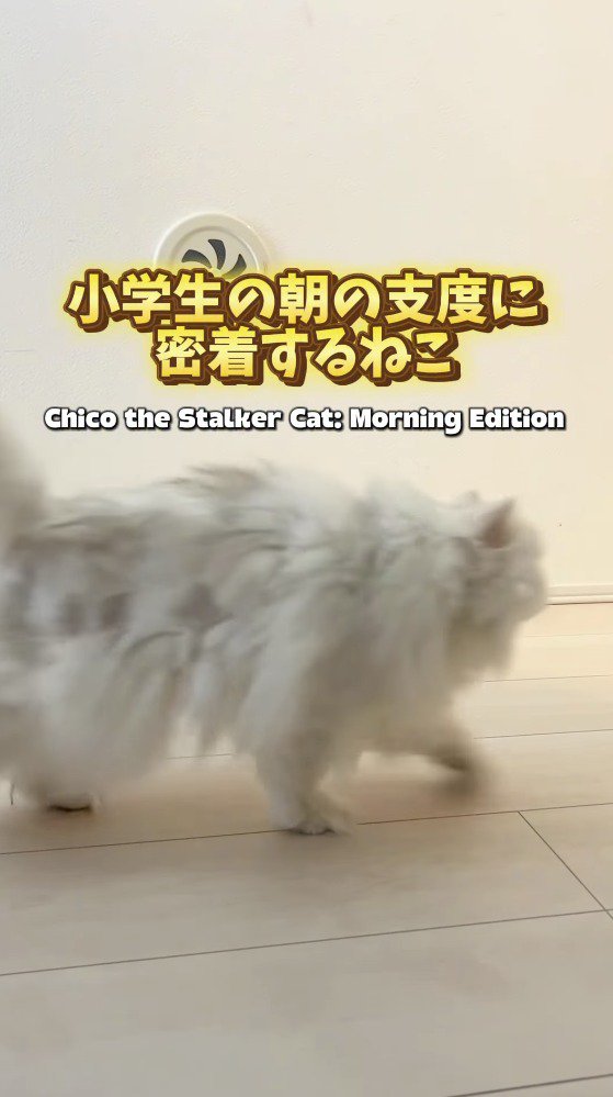 女の子の後ろをついていく猫