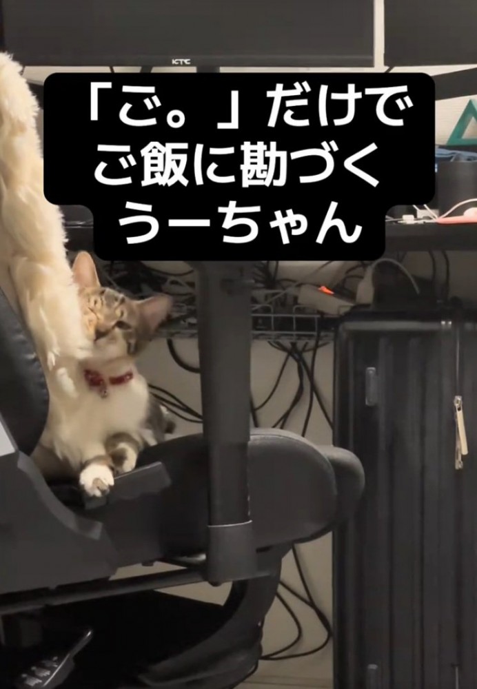 クッションに顔をこする猫