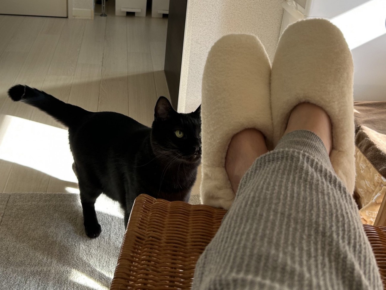 スリッパの匂いを嗅ぐ黒猫