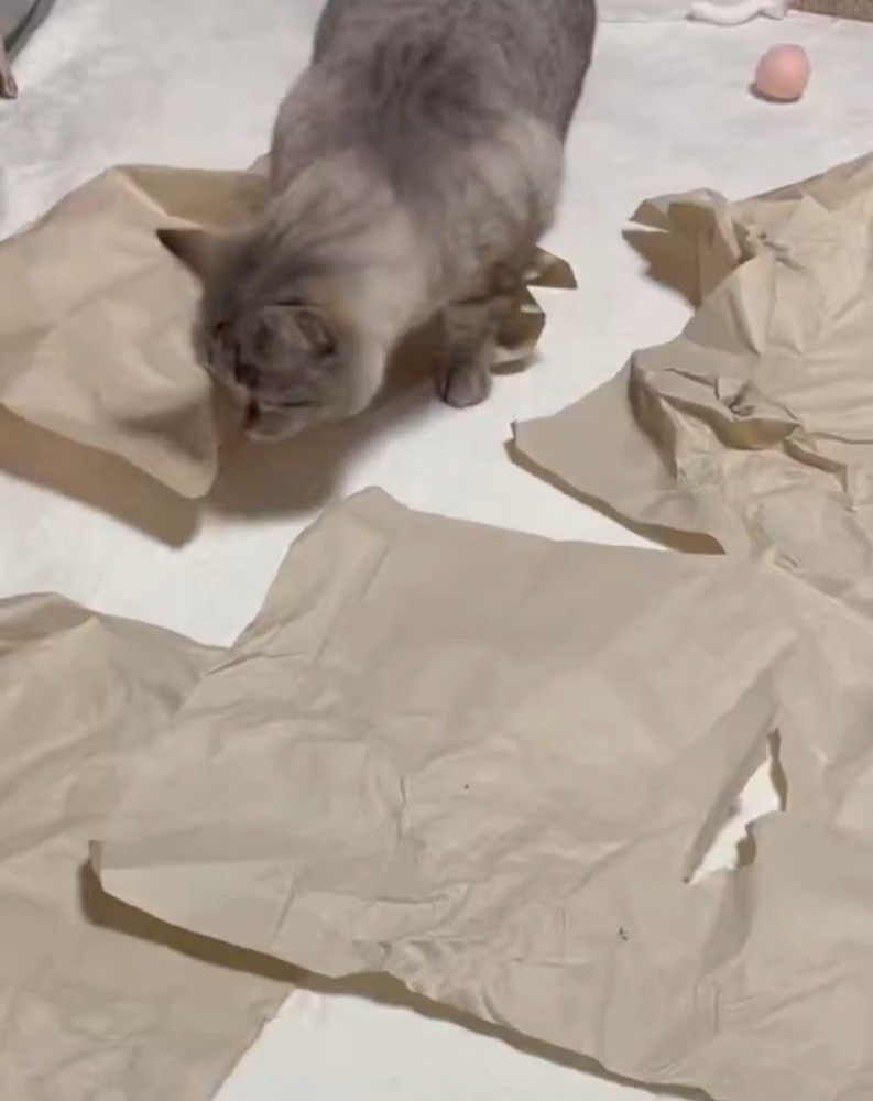 ボールを探す猫