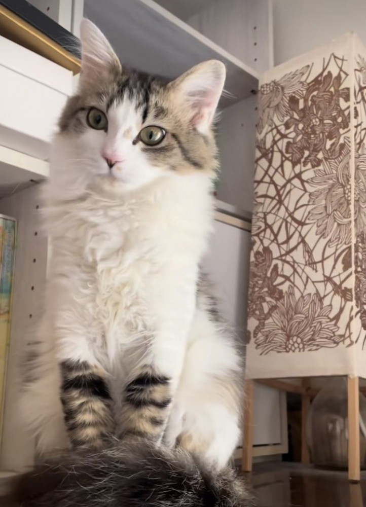 床にお座りする猫