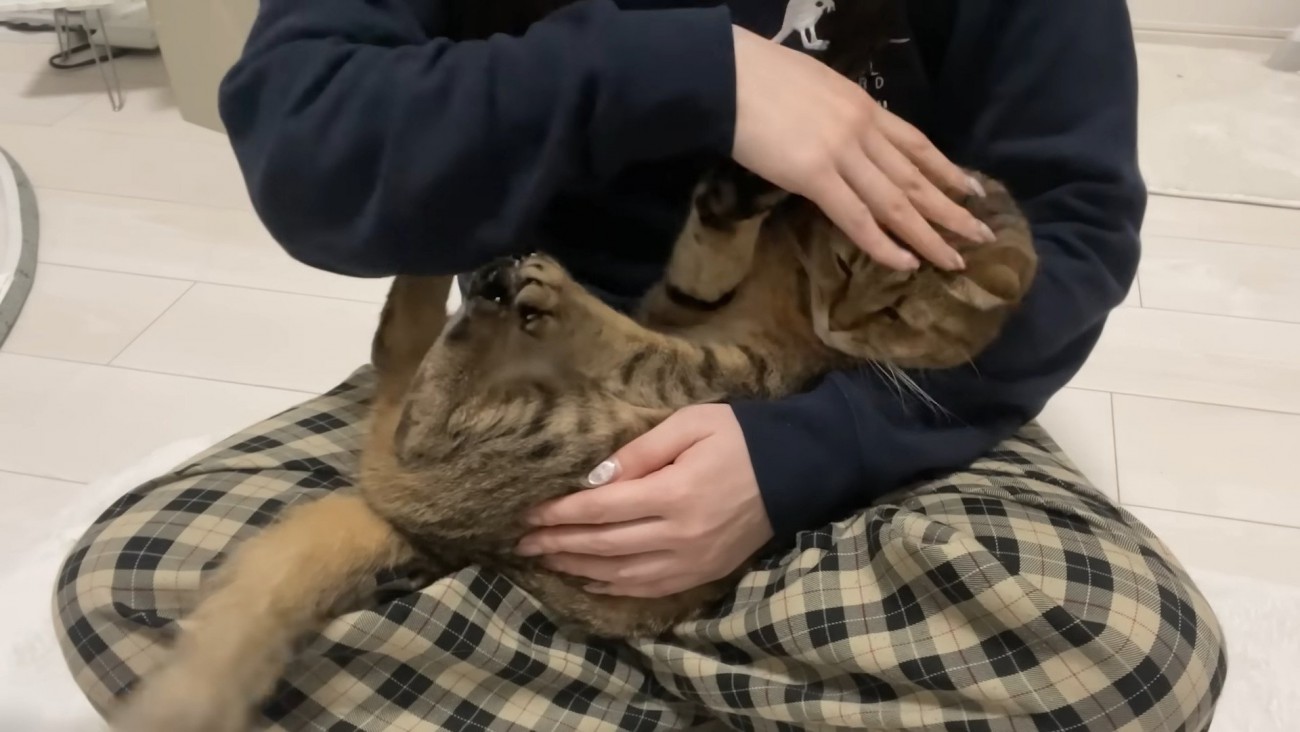 撫でようとするママさん