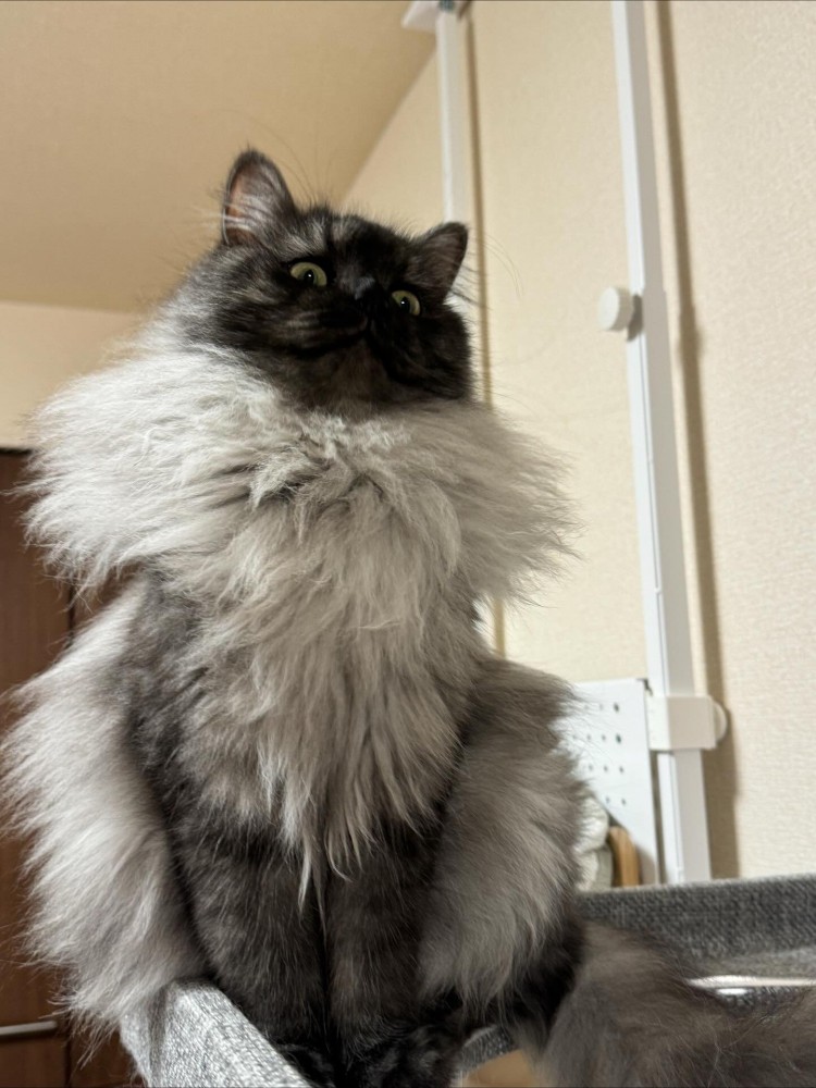 襟巻きのような毛の猫