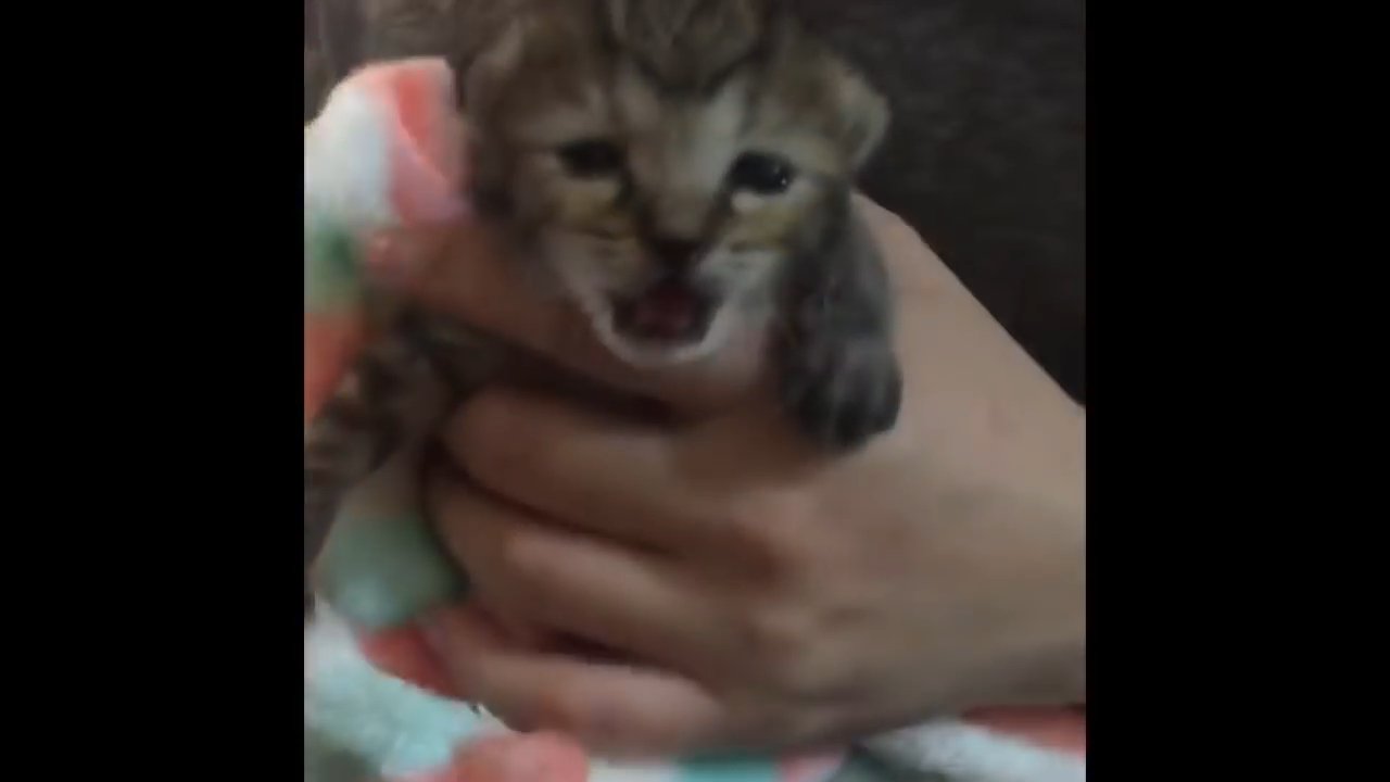鳴いている子猫