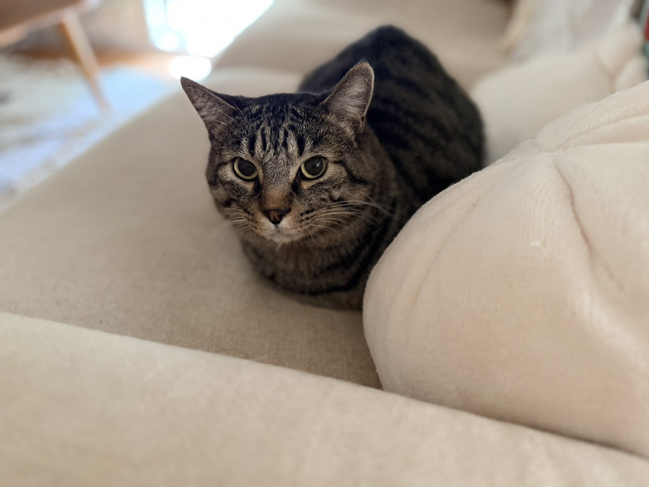 香箱座りの猫