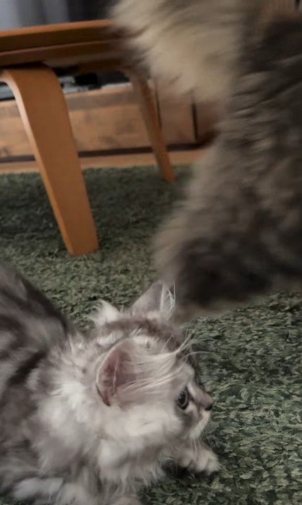 猫を目で追う子猫