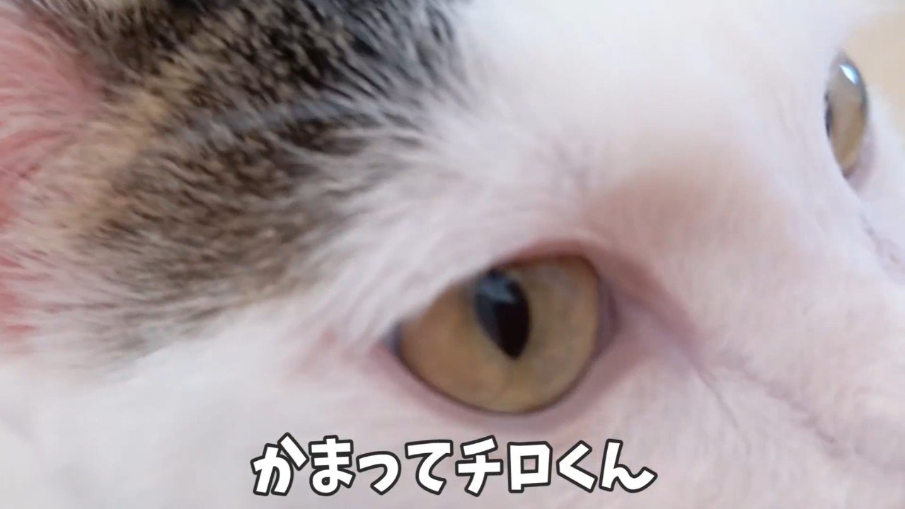 かまってチロくん