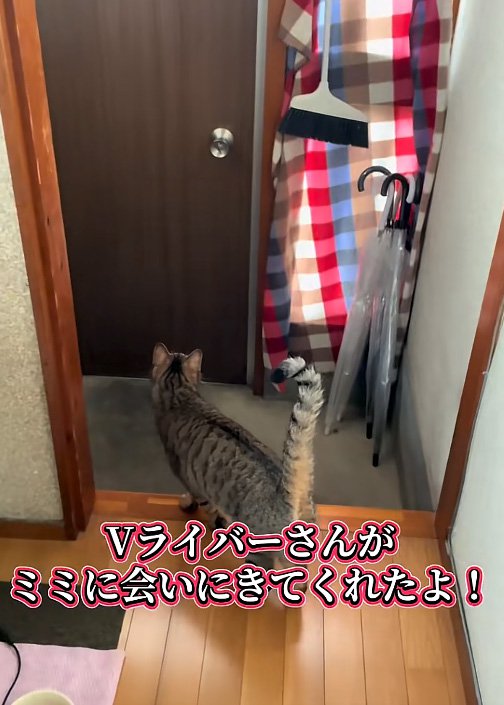待機する猫