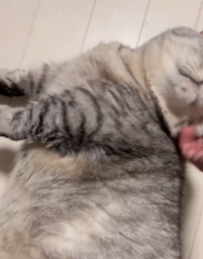 顔をかいてもらう猫