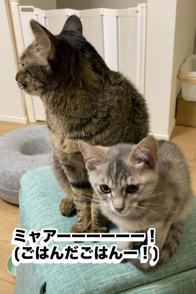 鳴いている子猫