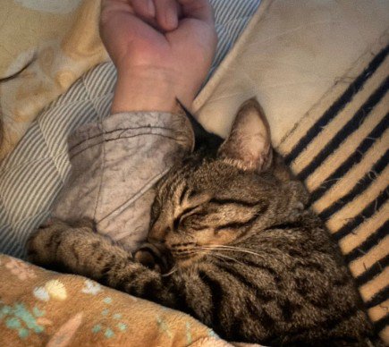 人間の腕に抱きつく猫