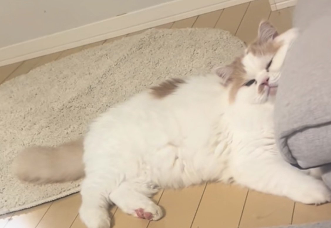 いじけている猫