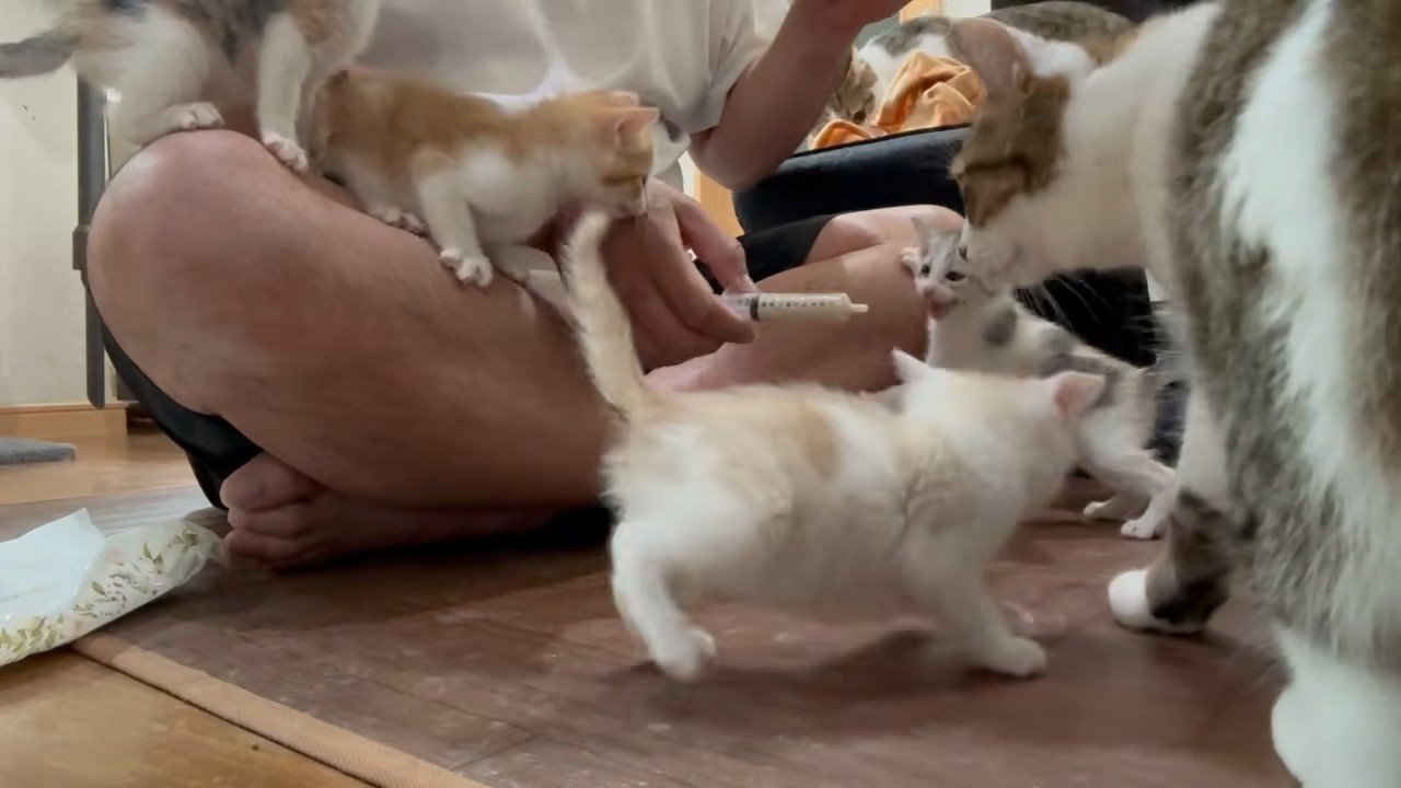飼い主さんが持つシリンジを見る子猫たち