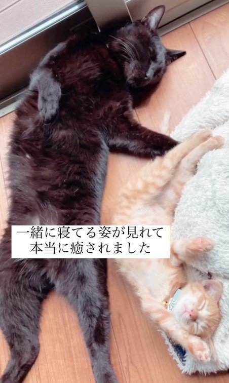 一緒に寝る2匹の猫