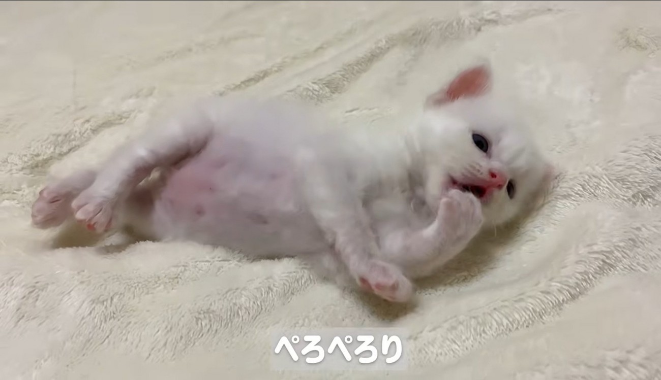 横になって毛づくろいしている子猫