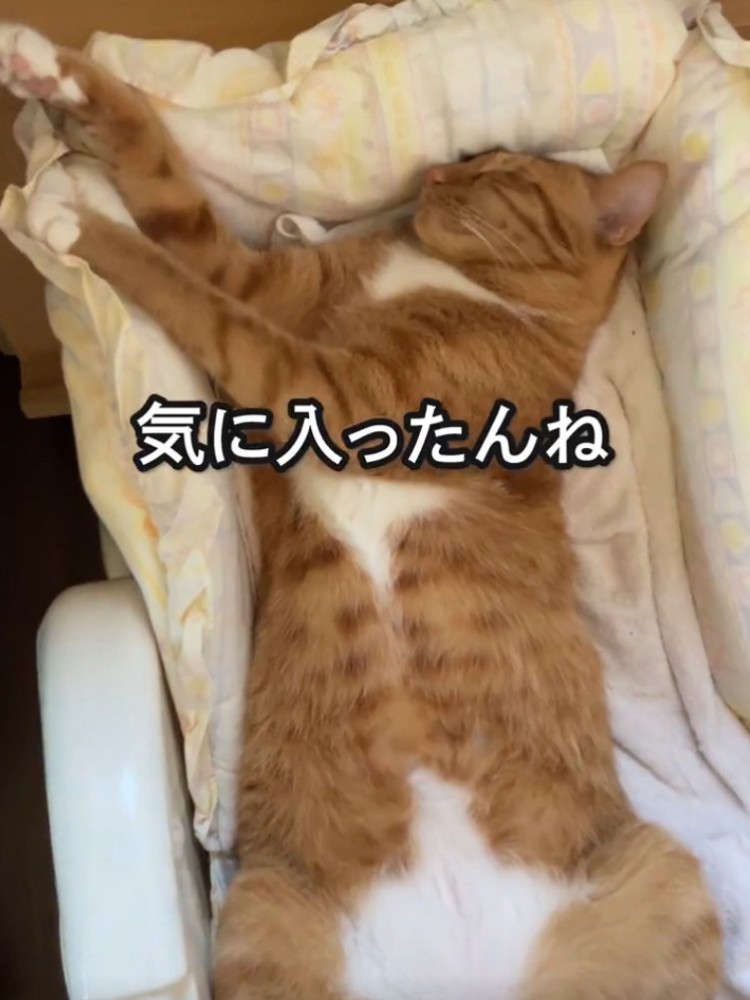 手を伸ばしながら寝る猫